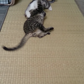 兄弟喧嘩 動画！の画像