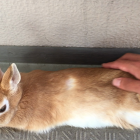 今日はうまく載せられるかな？ひこＶＳ息子くんの画像