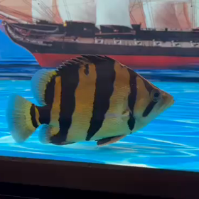 今年ラスト シャムタイガー輸入します！の画像