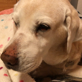 かものはしさんでかいなぁ（笑）の画像