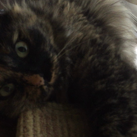 コロナは人を無気力にするの画像