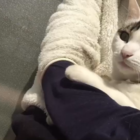 今日のテンの画像