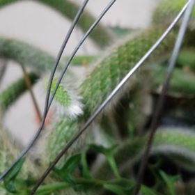 動画のテストですよの画像