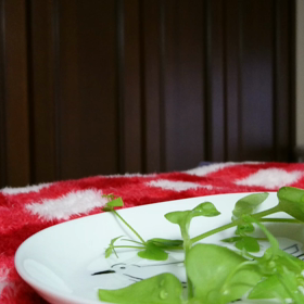 おひさしぶりのさくらちゃんの画像