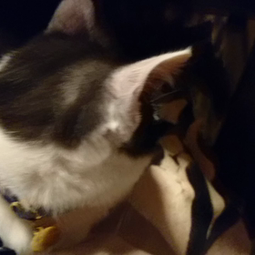 琥珀くん最後の動画の画像