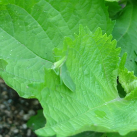 おデブなバッタ？の画像