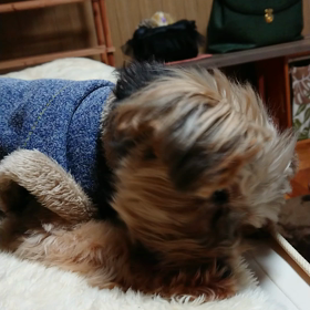 癒される❗の画像