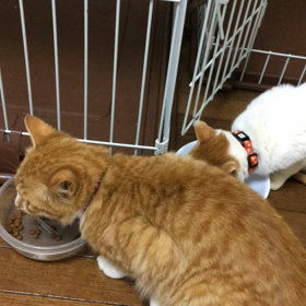 食欲旺盛な4兄弟☺️の画像