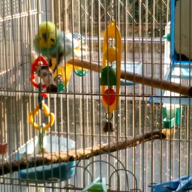 我が家のペットの画像