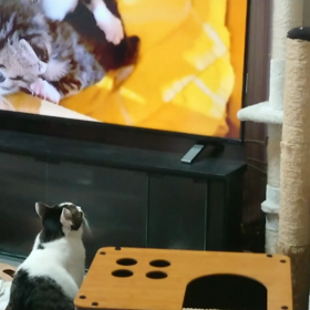 くるみ 去年の子育てを思い出しているのか？の画像