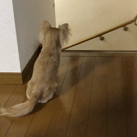 我が家のチワワは一番強いの画像