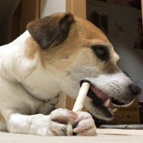 ガム❤️の画像