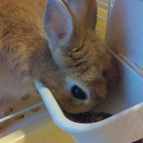 今朝のこむぎちゃんの画像