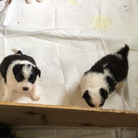 ボーダーコリー  子犬 1番かわいい時期の画像