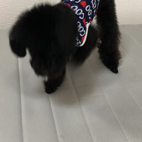 アル動画の画像