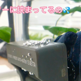 ヒーターに挟まるナイト君の画像