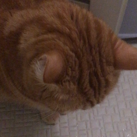 今朝のむぎちゃん 前作は昨日朝でした。の画像