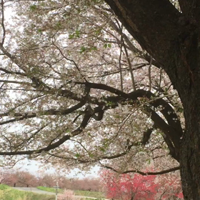 遅咲きサクラ舞う♪菜の花がコイノボリに手を振るの画像