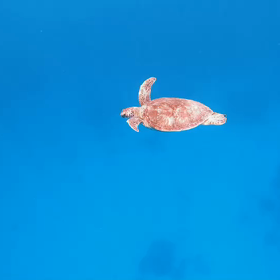 海亀の画像