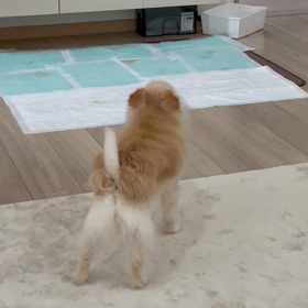 番犬活動してますの画像