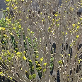 自由って？の画像