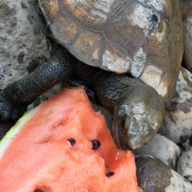 スイカ*\(^o^)/*の画像