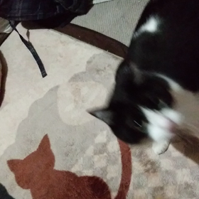 まめが、どっかに、いってるうちに。美々。の画像