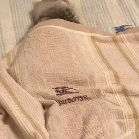 ママにゃんシエルの画像