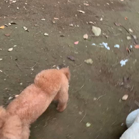 8月21日16わんこと1時間遠足  代々木公園の画像