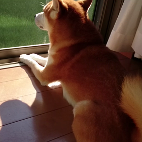 日向ぼっこする勘助の画像