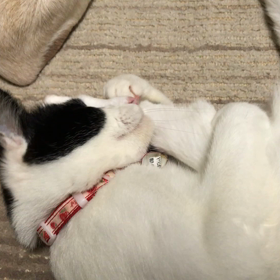 てんしん、恋の季節の画像