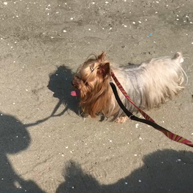 ♪お散歩動画♪お台場海浜公園♪の画像