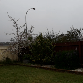 オーストラリア 祝 春休みの画像