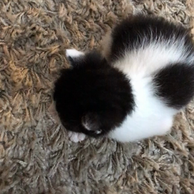 子ねこを拾って24日めの画像