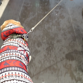 私はいつも犬に注意を払いますの画像