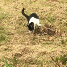 3.11は人工地震だった！の画像