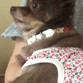 ☆先代犬のパワー☆の画像