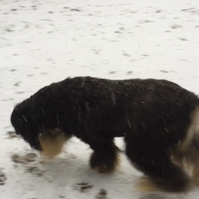 雪とわんこ ジョン&ララ&レオ編の画像