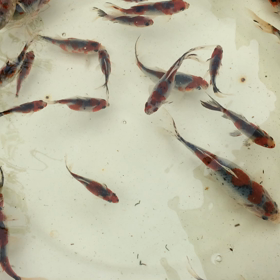 上見の朱文の画像