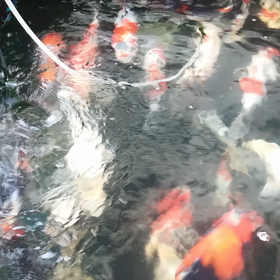 今日のドラゴンの画像