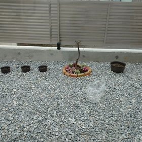 風のいたずら(-_-;)の画像