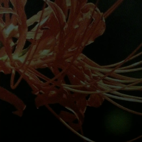 「間」を変えた「ごんぎつね」の画像