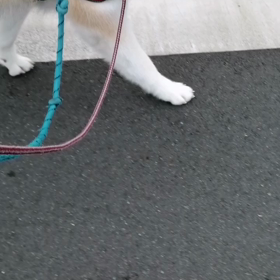 比較的涼しい朝が続いています。未来丸も気持ちよく散歩できるはず！？早々と二発◯ん◯をするとイヤイの画像