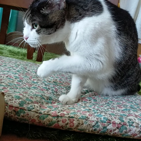 久しぶりの動くちゃたん君の画像