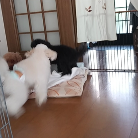 むぎのスイッチの画像