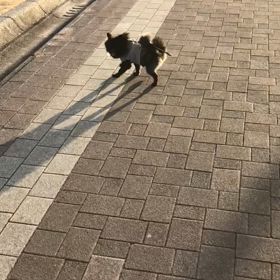 2019年2月16日  ルナ お散歩の画像