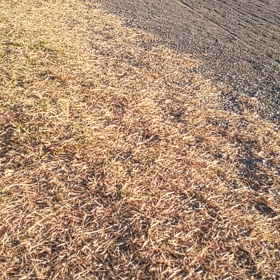 ジャック！おいで！の画像