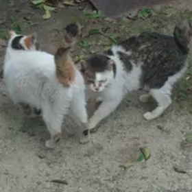 しらゆきちゃん動画シリーズの画像