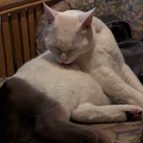 今年初毛づくろいの画像