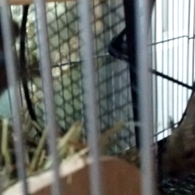 さきちゃん天ちゃんの画像